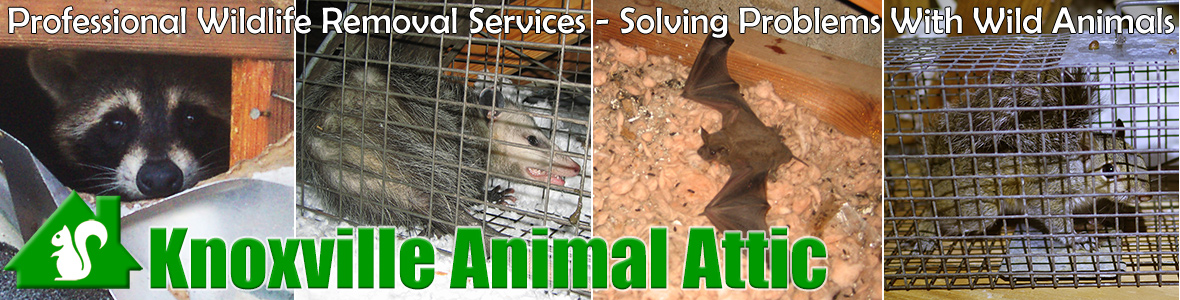 Farragut Animal Attic